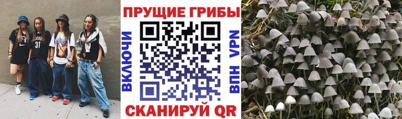 магазин продажи наркотиков  Светлый  Галлюциногенные грибы Cubensis 